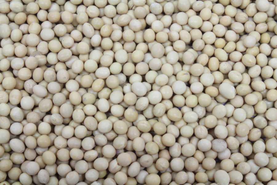 Sojabohnen bio Europa 5kg