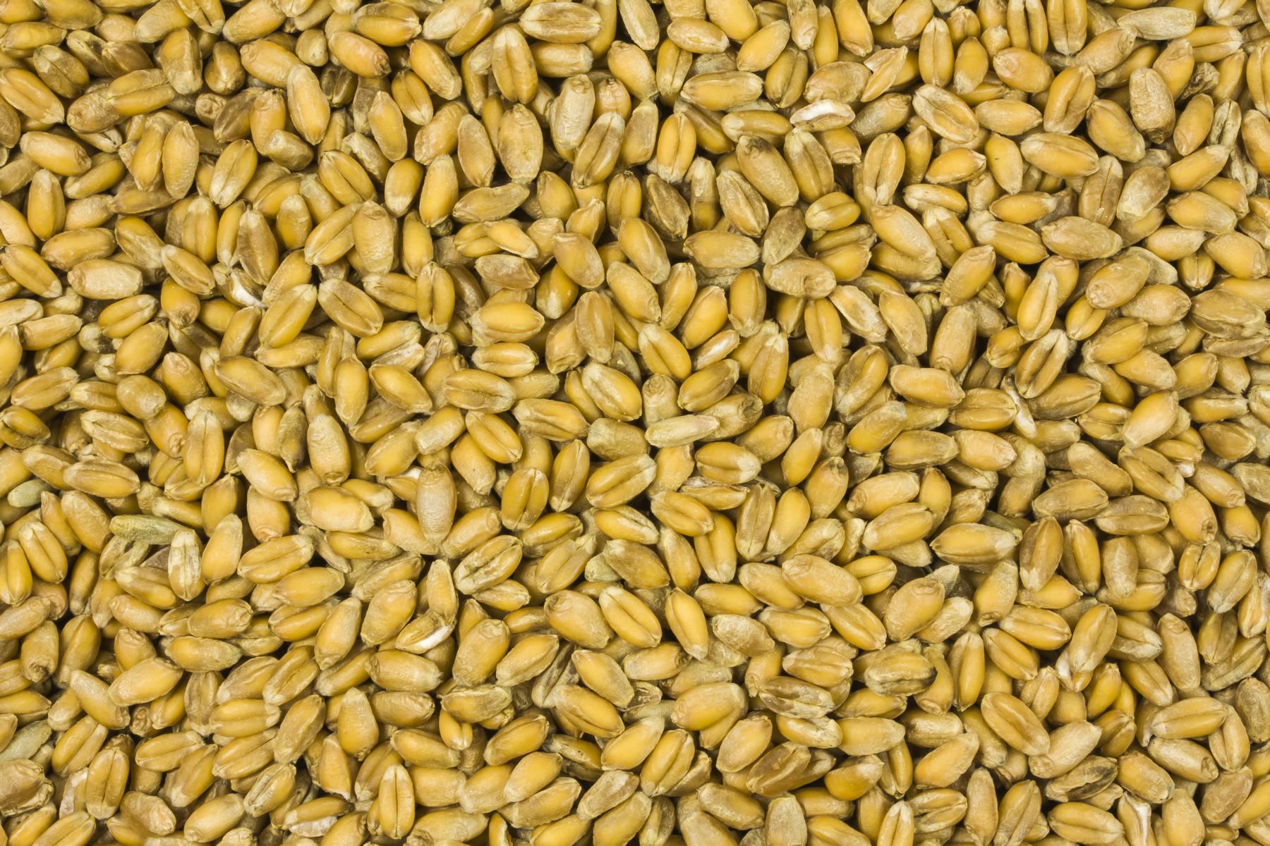 Grano Biologico 25kg