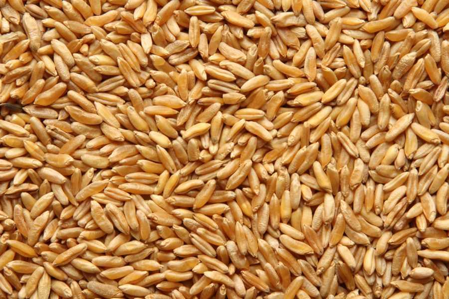 Grano KAMUT® Khorasan Biologico 25kg