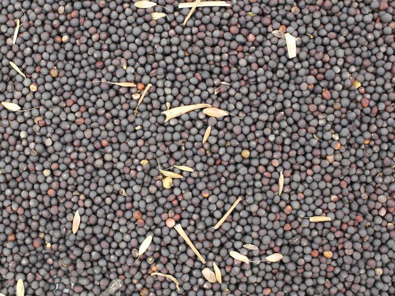 Semi di colza biologici per olio (a basso contenuto di acido erucico) 25kg
