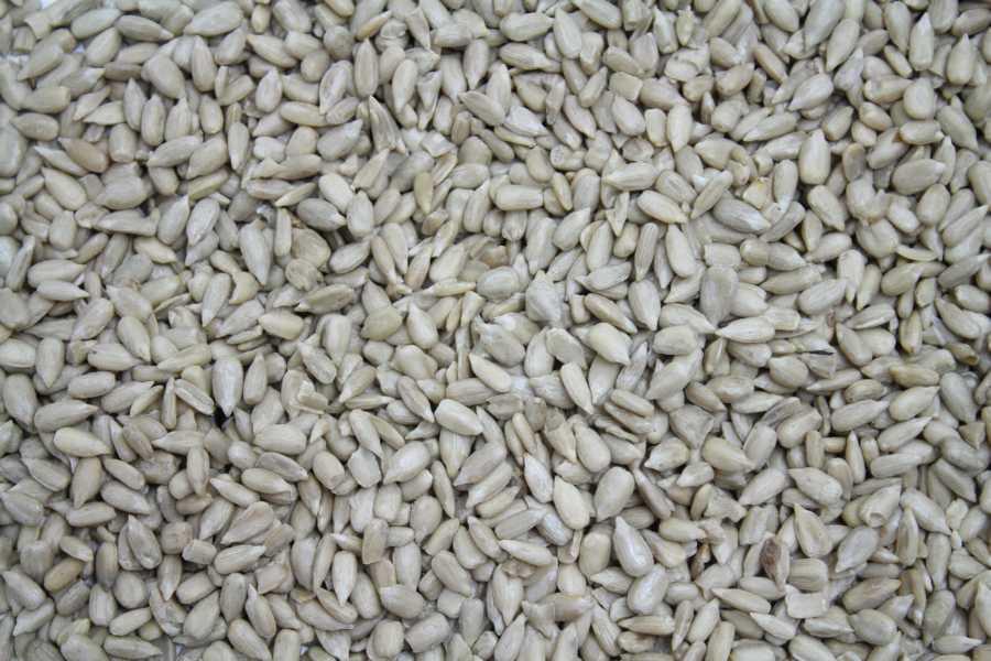 Semi di girasole High Oleic bio Europa 25kg