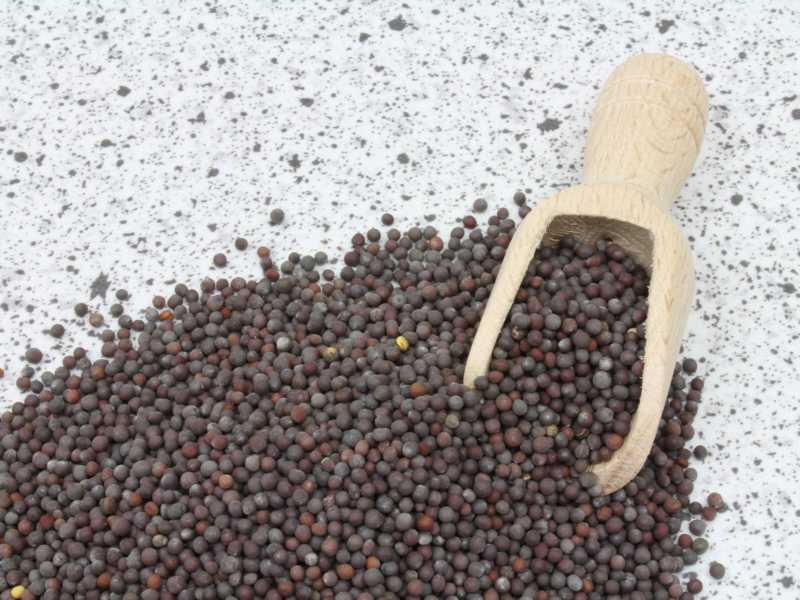 Semi di senape marrone biologici interi 25kg